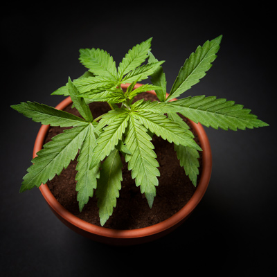 Marijuana-plant-400x400-72dpi
