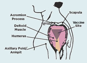 Proper location for shoulder vaccinations