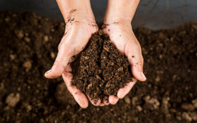 Human Composting Now Legal in Minnesota: A New Green Burial Option 